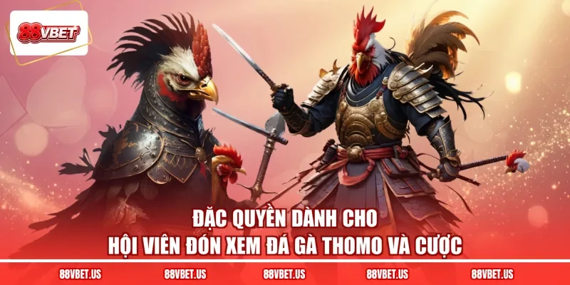 Đặc quyền dành cho hội viên đón xem đá gà thomo và cược