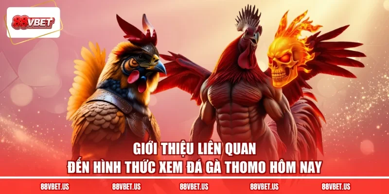 Giới thiệu liên quan đến hình thức xem đá gà thomo hôm nay