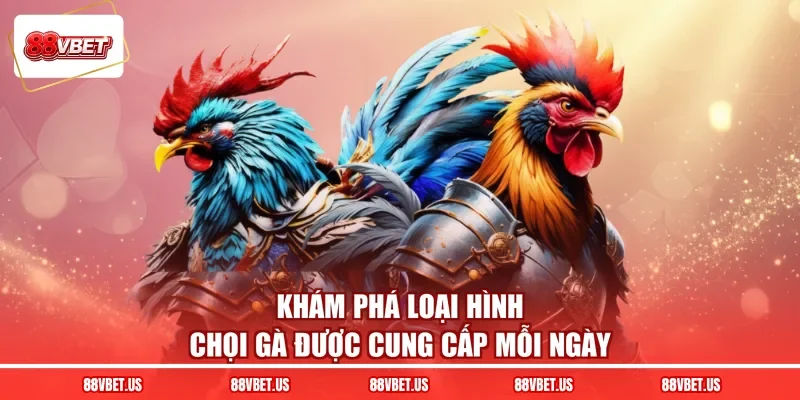 Khám phá loại hình chọi gà được cung cấp mỗi ngày