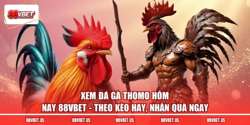 Xem Đá Gà Thomo Hôm Nay 88VBET - Theo Kèo Hay, Nhận Quà Ngay